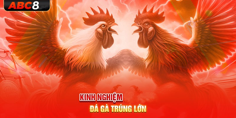 Kinh nghiệm đá gà từ chuyên gia